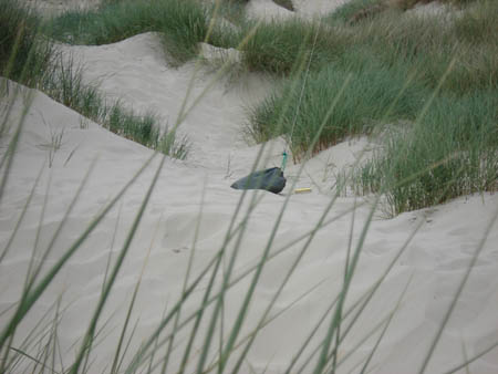 2006_0618_162043