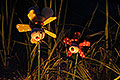 bild065