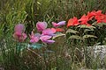 bild042