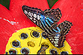 bild036