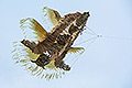 bild061