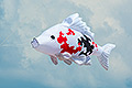 bild068