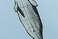bild029