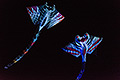 bild034